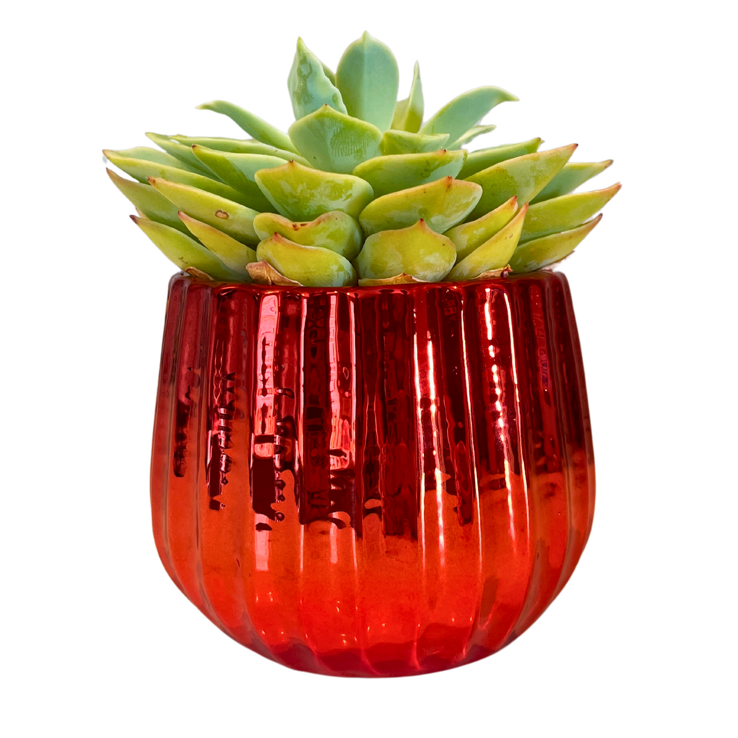 4" Ceramic Flower Planter Pot