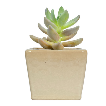 4"- 6" Ceramic Flower Planter Pot
