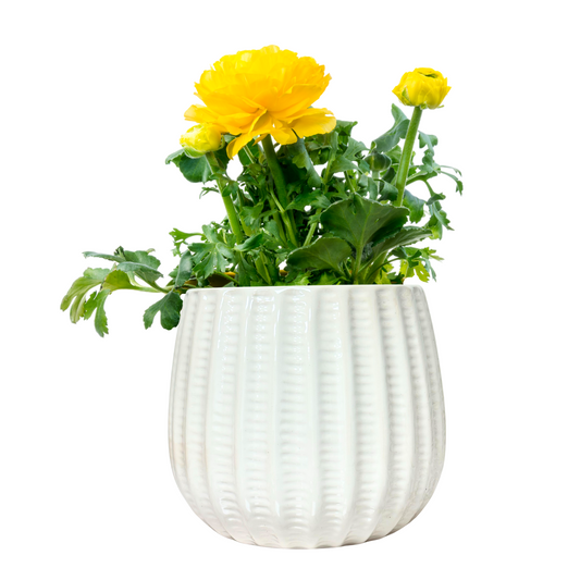 5.5 inch Ceramic Flower Planter Pot