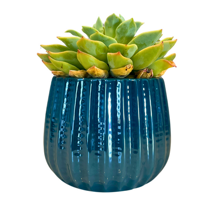 4" Ceramic Flower Planter Pot