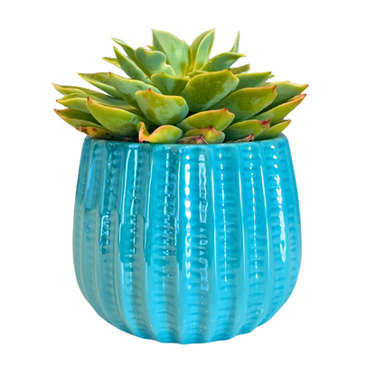 4" Ceramic Flower Planter Pot