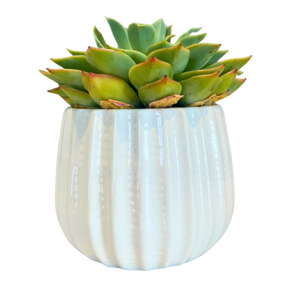 4" Ceramic Flower Planter Pot