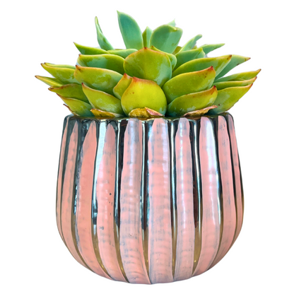4" Ceramic Flower Planter Pot