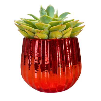 4" Ceramic Flower Planter Pot