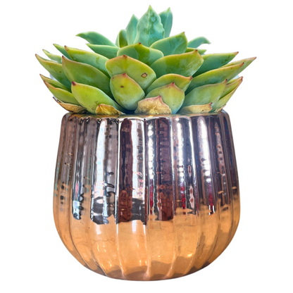4" Ceramic Flower Planter Pot
