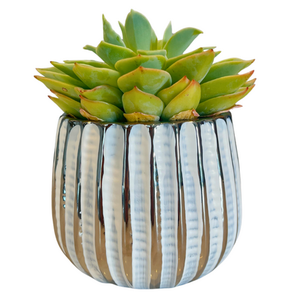 4" Ceramic Flower Planter Pot