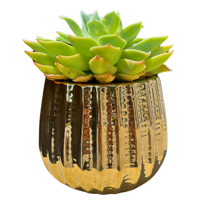 4" Ceramic Flower Planter Pot