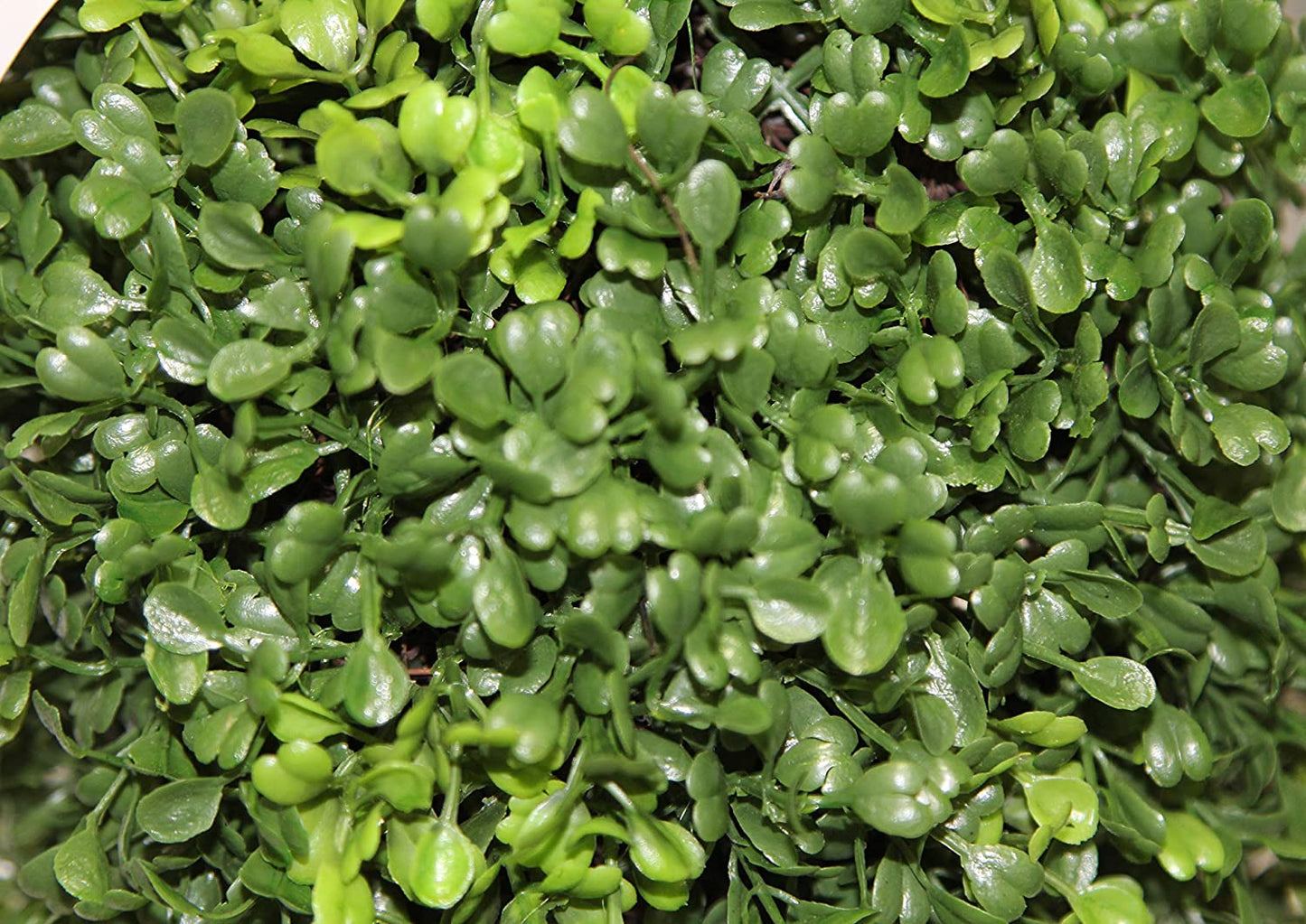 3’ Artificial Boxwood Leave Double Ball Shaped Topiary Tree, GTR4634-NATURAL