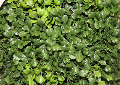 3’ Artificial Boxwood Leave Double Ball Shaped Topiary Tree, GTR4634-NATURAL